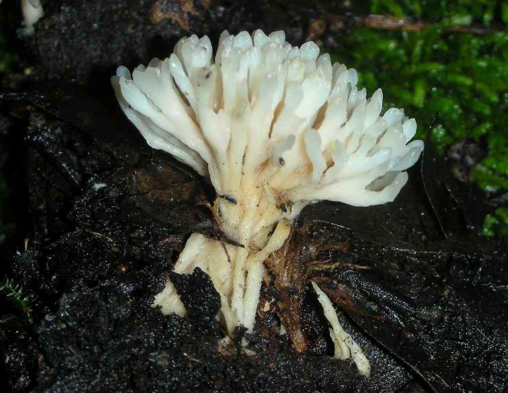 Ashen coral (Tremellodendropsis tuberosa) thumbnail 3