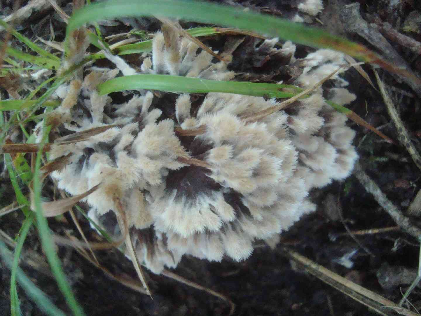 Urchin earthfan (Thelephora penicillata) thumbnail 1
