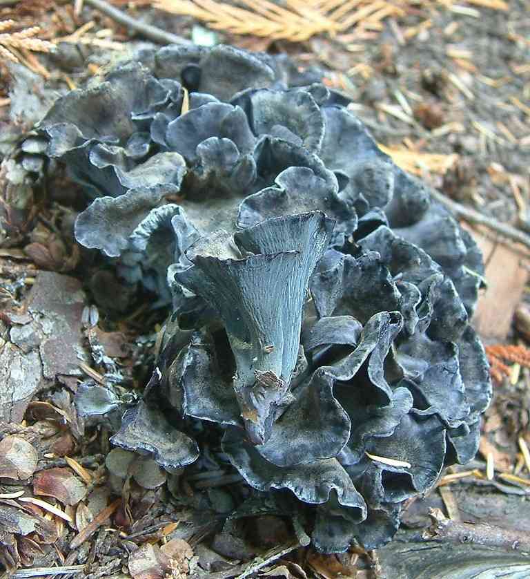 Blue chanterelle (Polyozellus multiplex) thumbnail 1