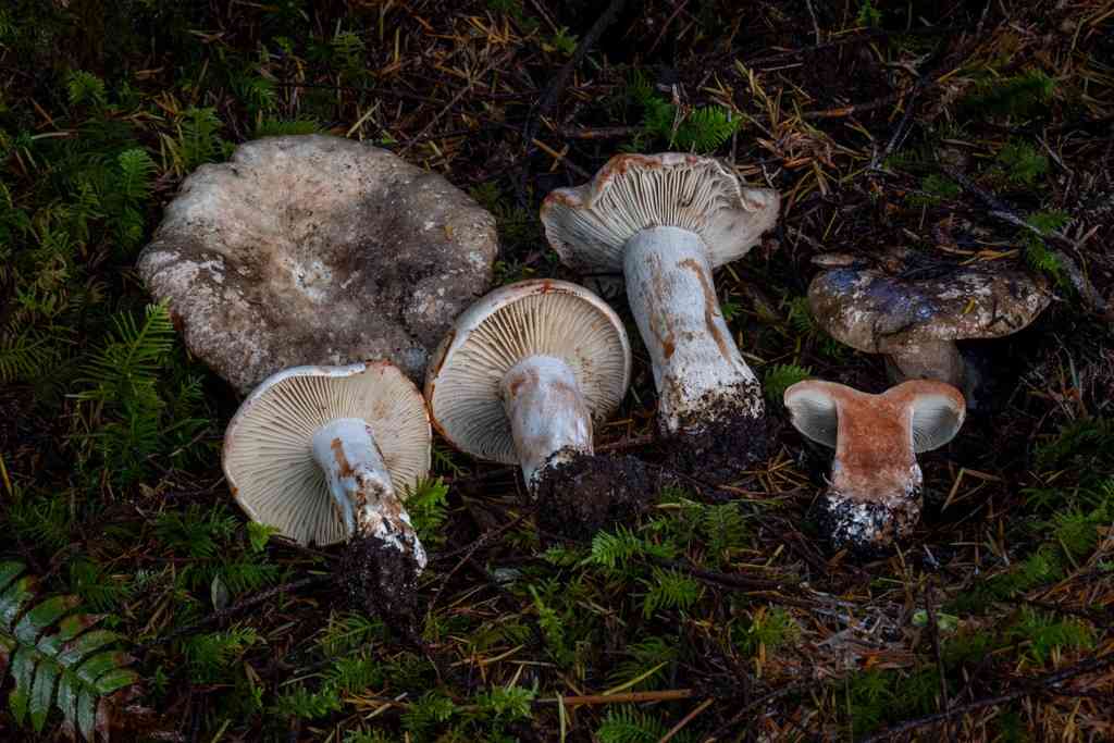 Russula dissimulans (Russula dissimulans) thumbnail 1