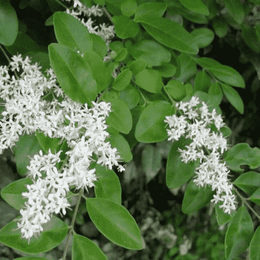Chinese privet