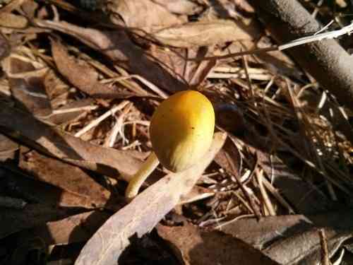 Yellow fieldcap (Bolbitius titubans) thumbnail 2