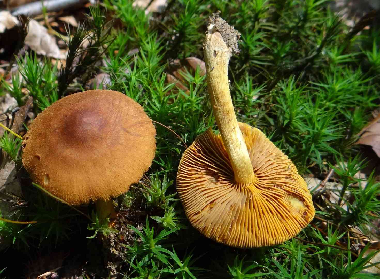 Cinnamon webcap (Cortinarius cinnamomeus) thumbnail 1