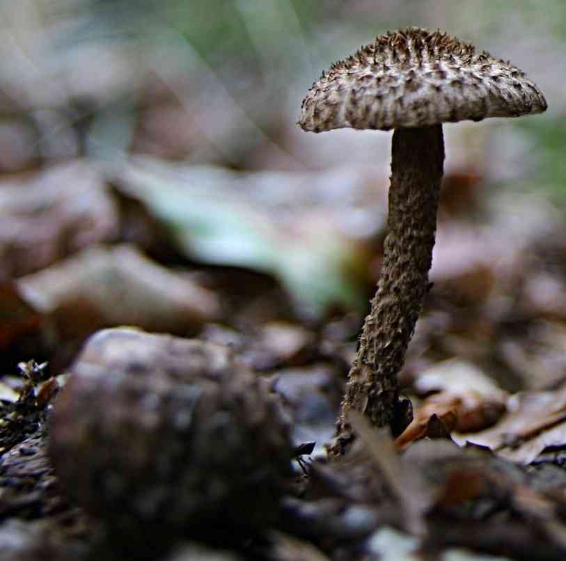Scaly fibrecap
