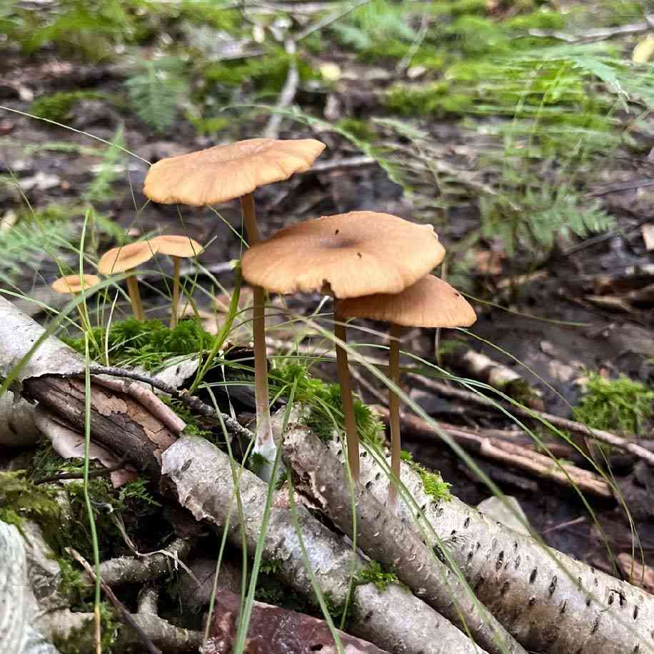 Pretty pinkgill (Entoloma formosum) thumbnail 1