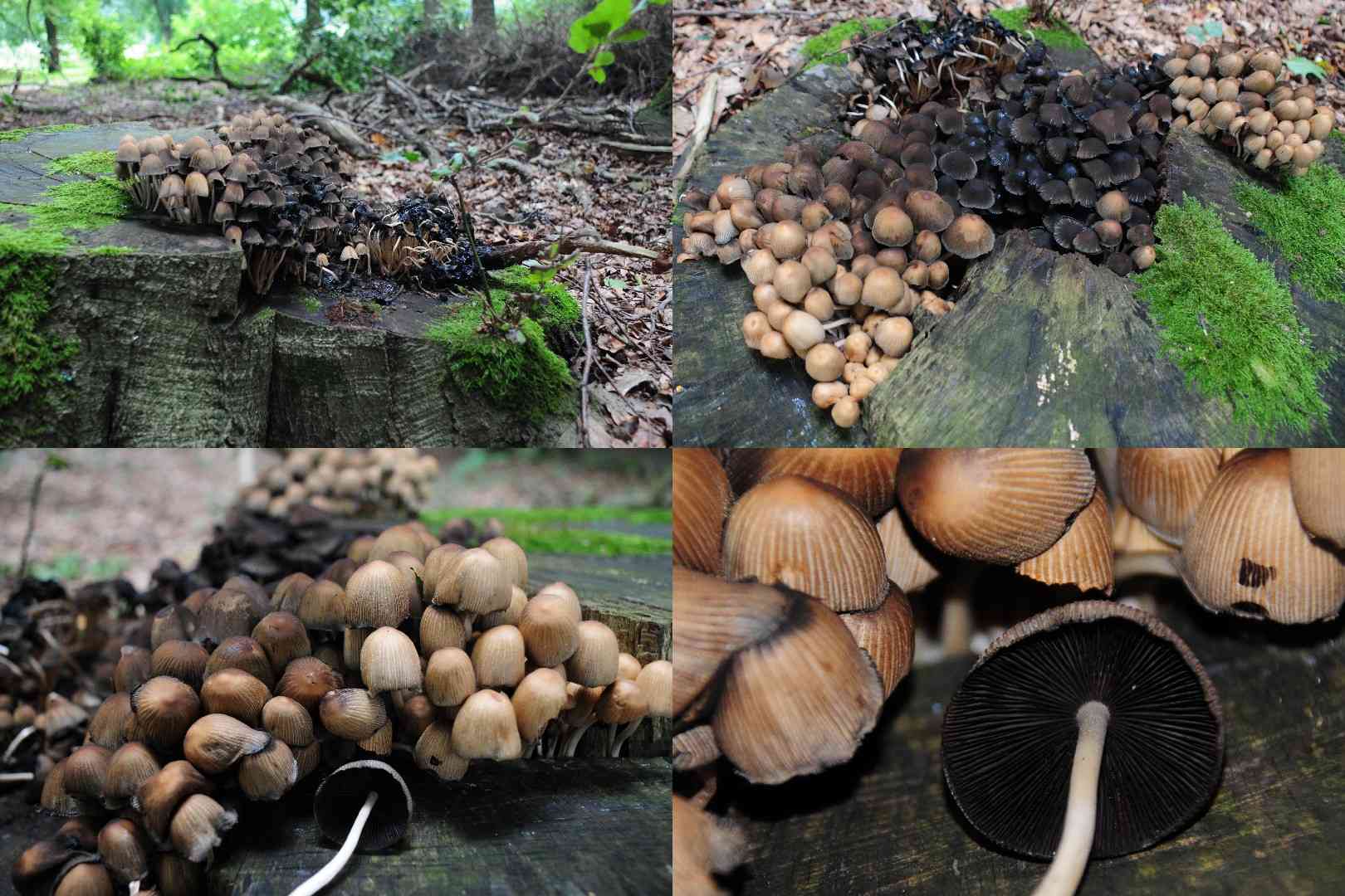 Coprinellus truncorum (Coprinellus truncorum) thumbnail 2