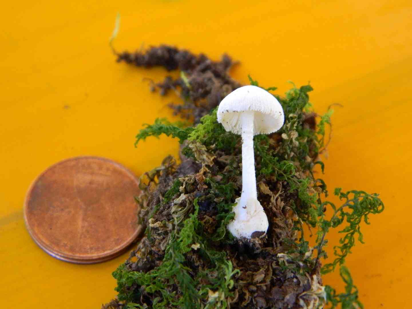 Volvariella pusilla (Volvariella pusilla) thumbnail 1