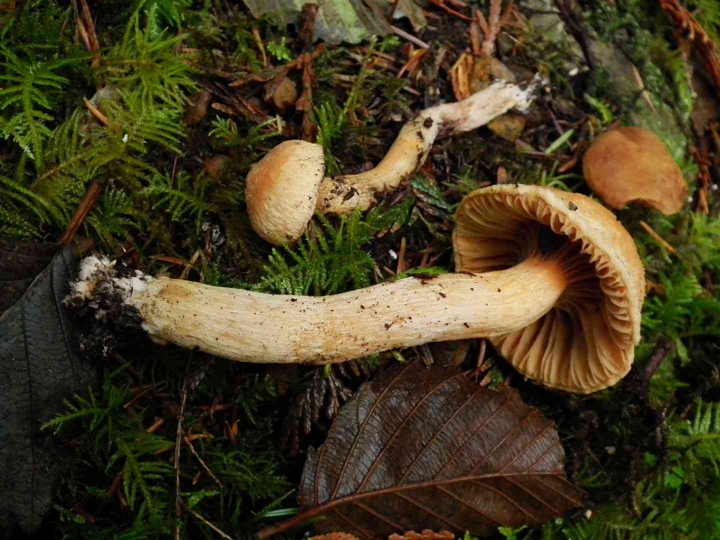 Woolly pine spike (Chroogomphus tomentosus) thumbnail 2