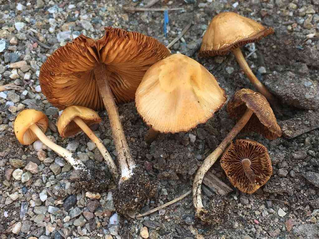Concybe aurea (Conocybe aurea) thumbnail 1