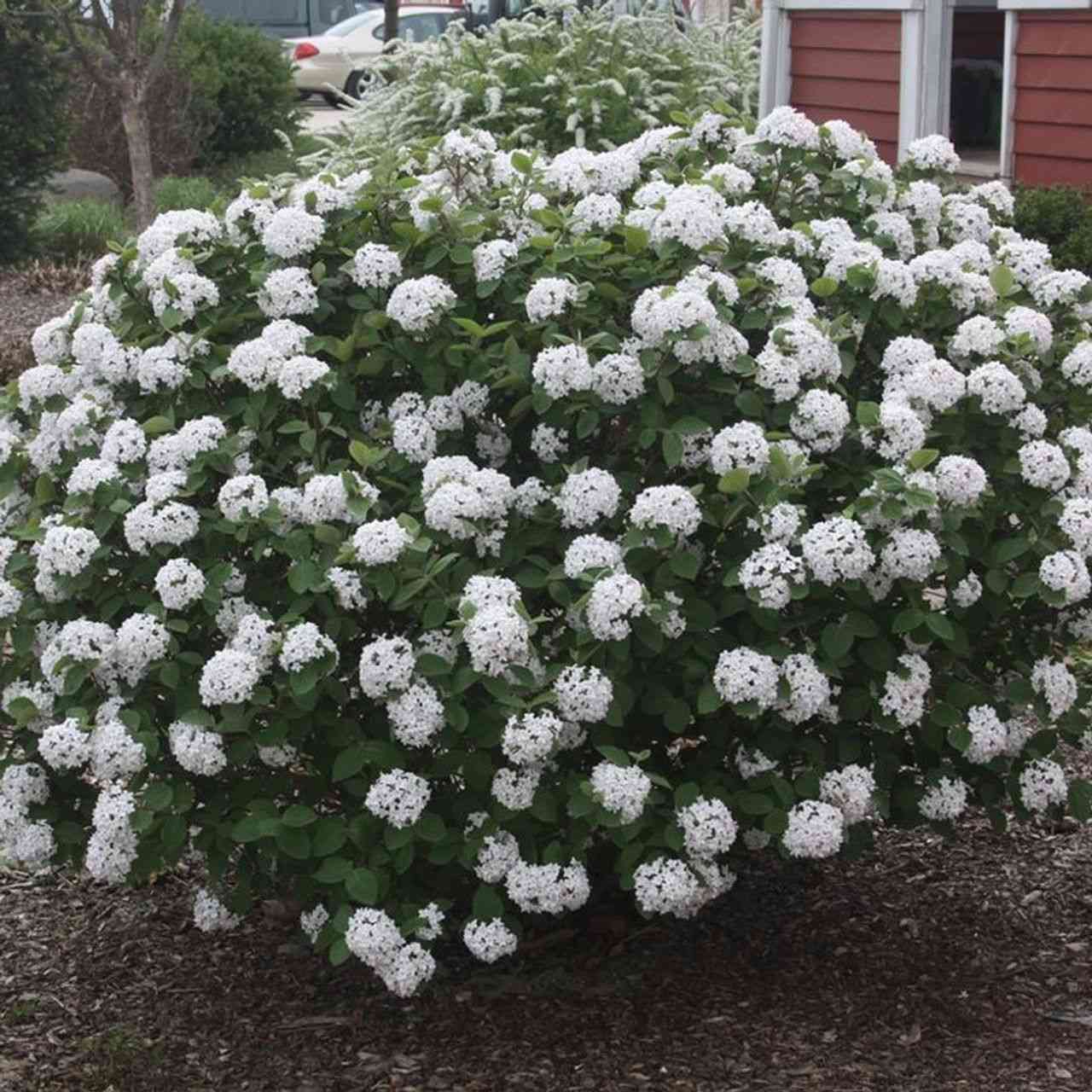 Koreanspice viburnum