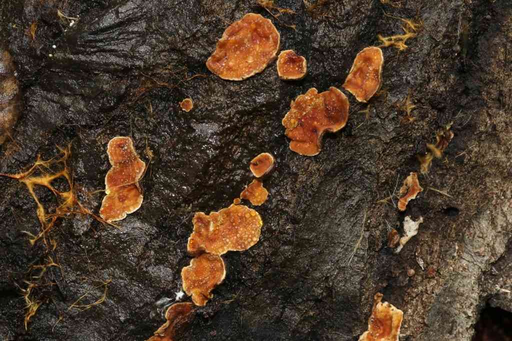 Hairy curtain crust (Stereum hirsutum) thumbnail 3
