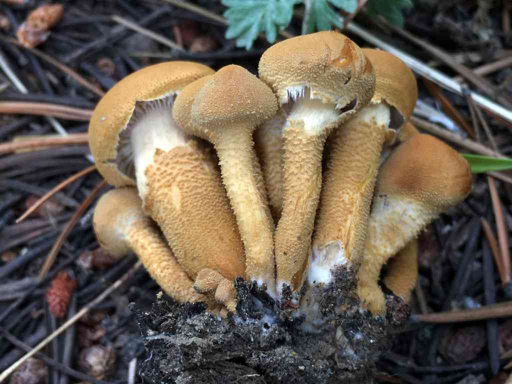 Pearly powdercap (Cystoderma carcharias) thumbnail 2