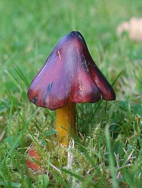Witch's hat (Hygrocybe conica) thumbnail 2