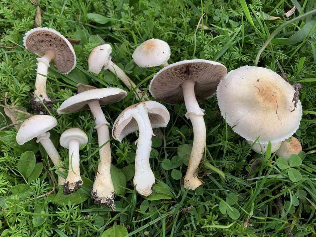 Ornamented mushroom (Agaricus comtulus) thumbnail 1