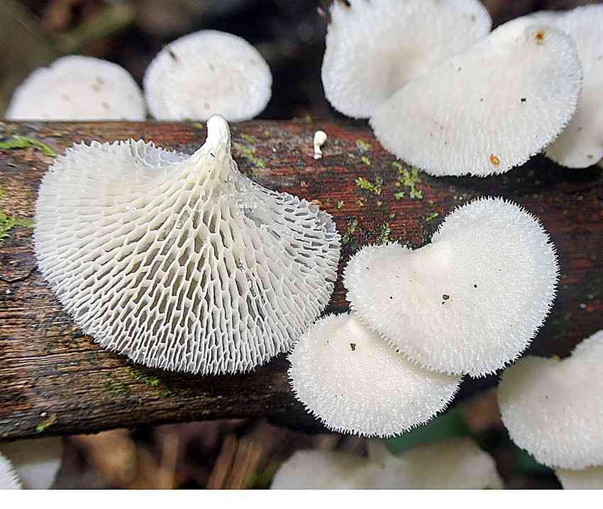Tropical white polypore (Favolus tenuiculus) thumbnail 1