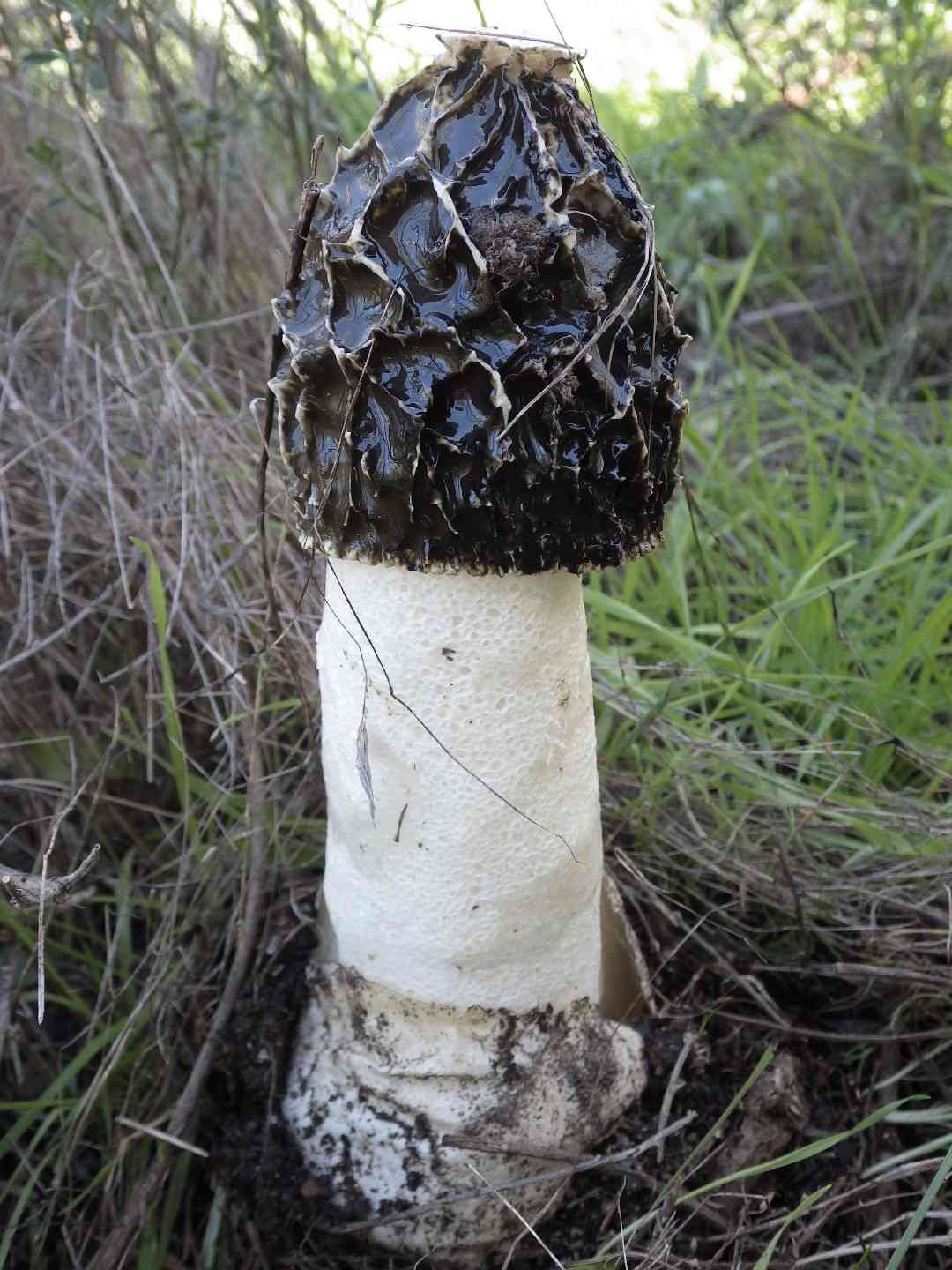 Common stinkhorn