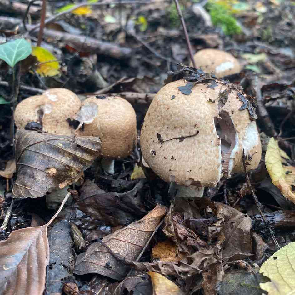 Scaly wood mushroom
