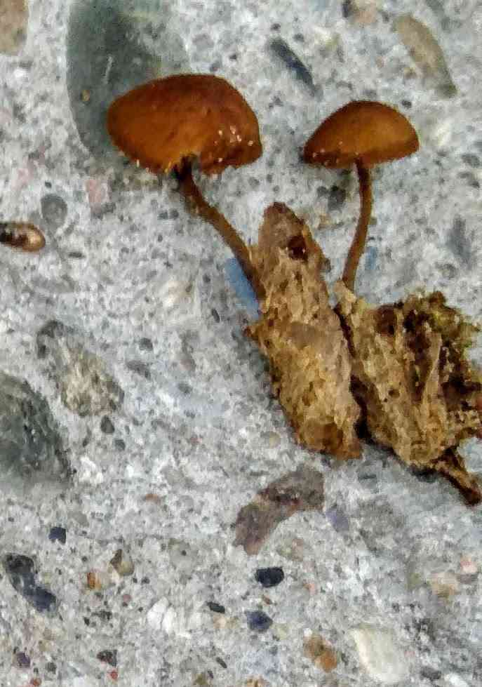 Flammulaster muricatus