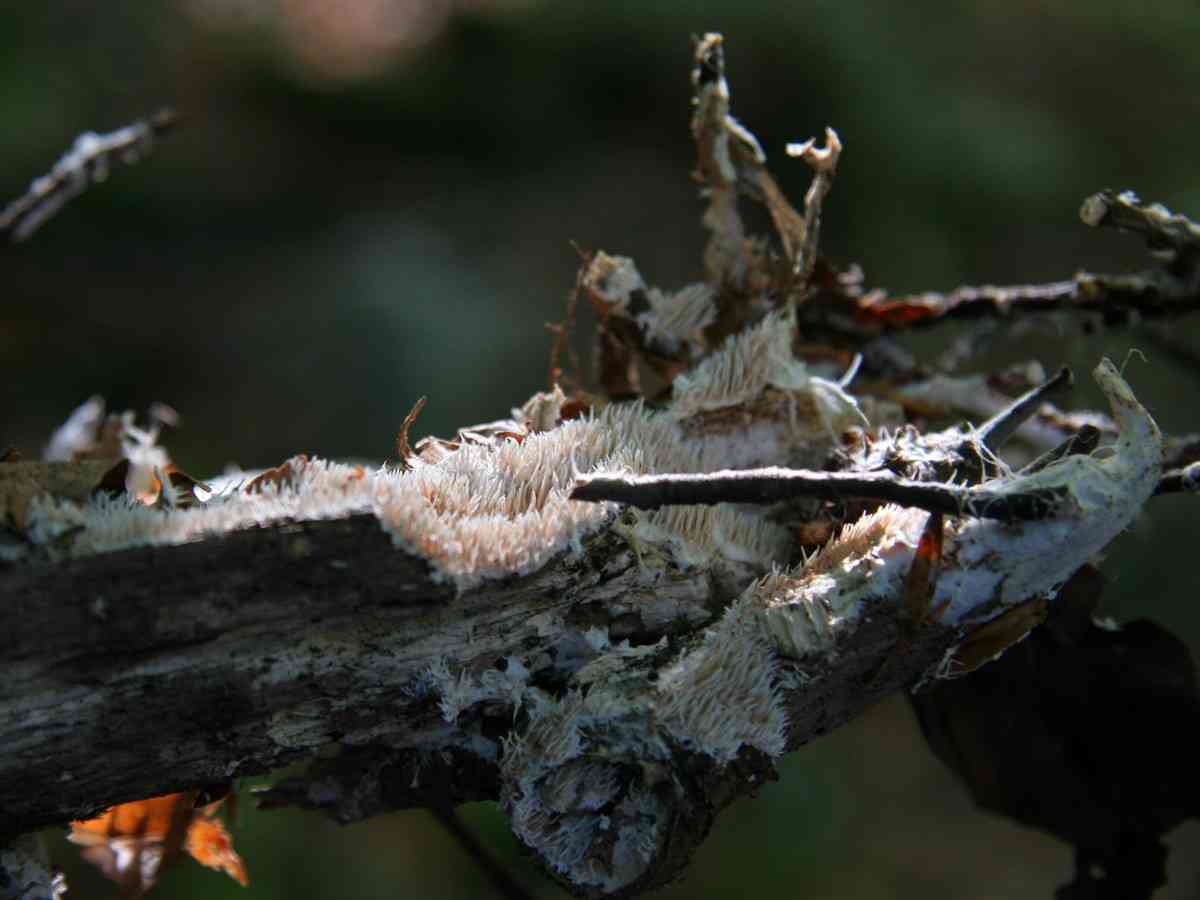 Kavinia alboviridis (Kavinia alboviridis) thumbnail 2