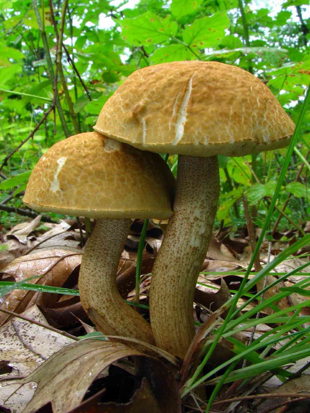 Wrinkled leccinum (Leccinum rugosiceps) thumbnail 1
