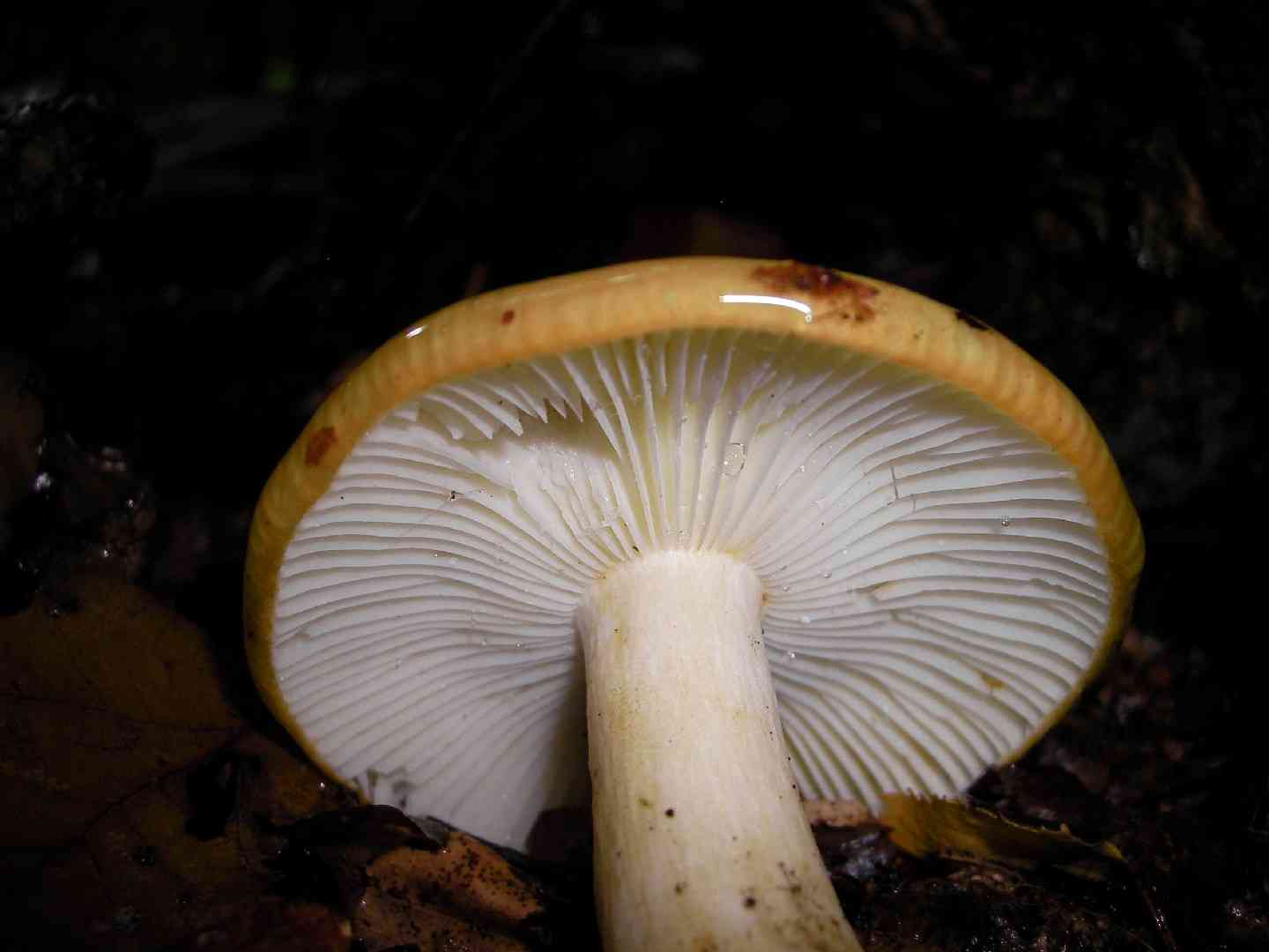 Ochre brittlegill