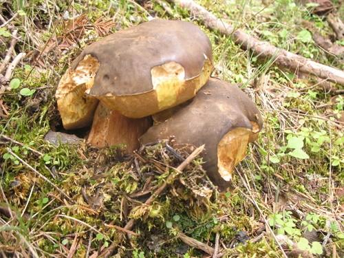 Bronze bolete thumbnail 2