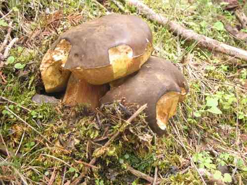Bronze bolete (Boletus aereus) thumbnail 2
