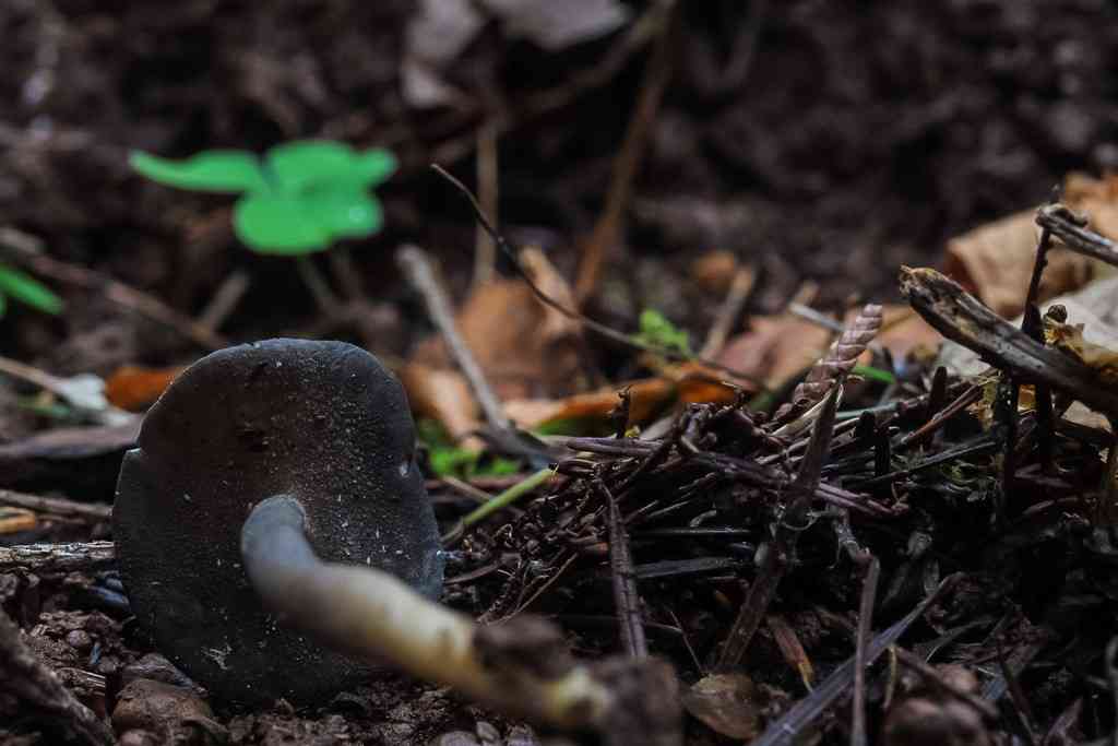 Helvella fibrosa (Helvella fibrosa) thumbnail 2