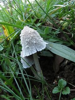 Snowy inkcap thumbnail 2