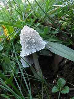 Snowy inkcap (Coprinopsis nivea) thumbnail 2