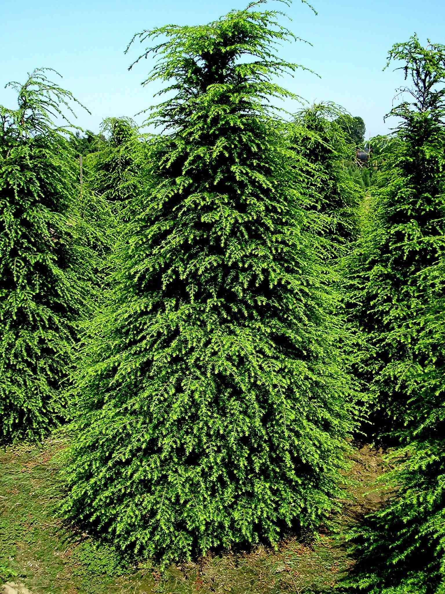 Eastern hemlock