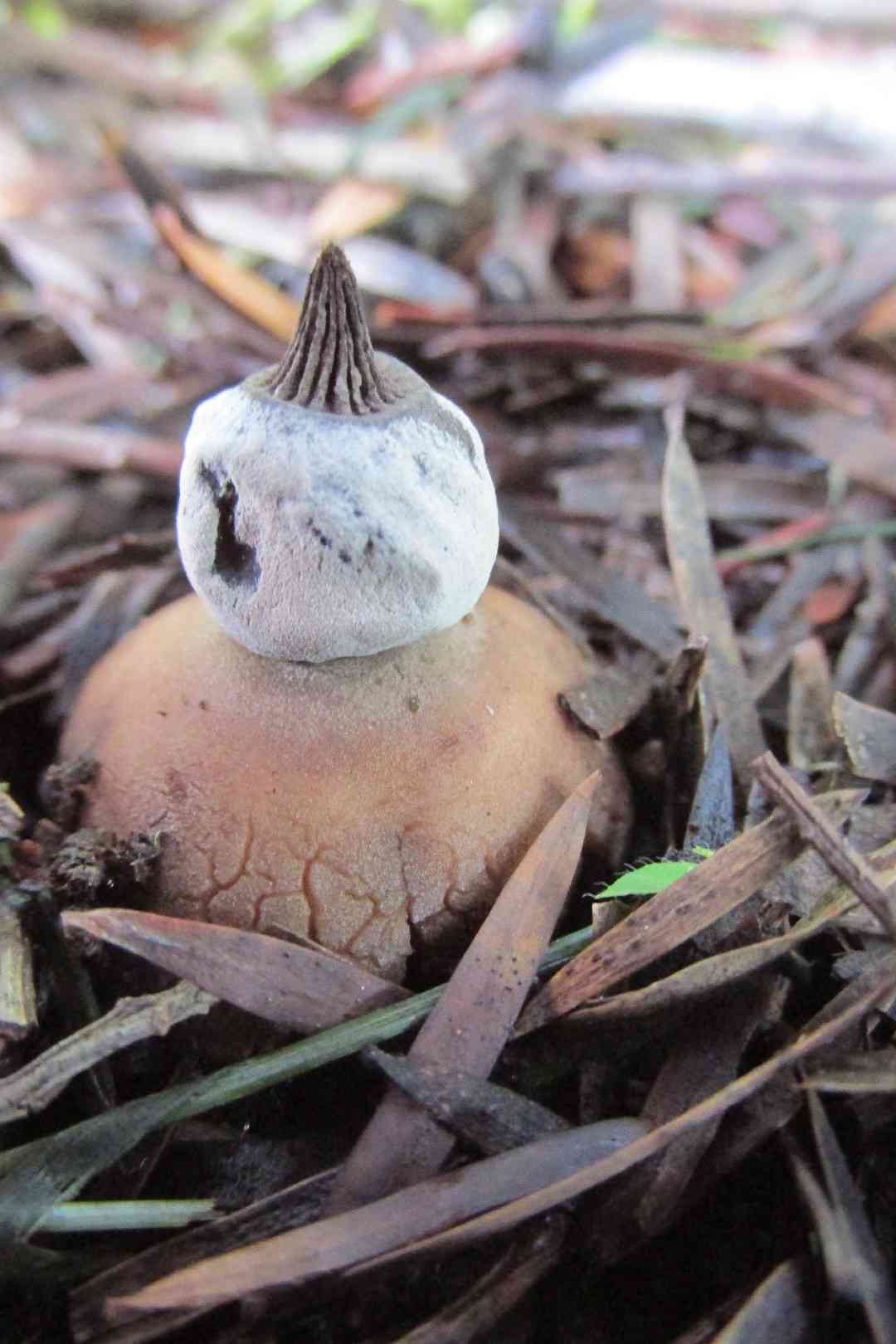 Elegant earthstar (Geastrum elegans) thumbnail 2