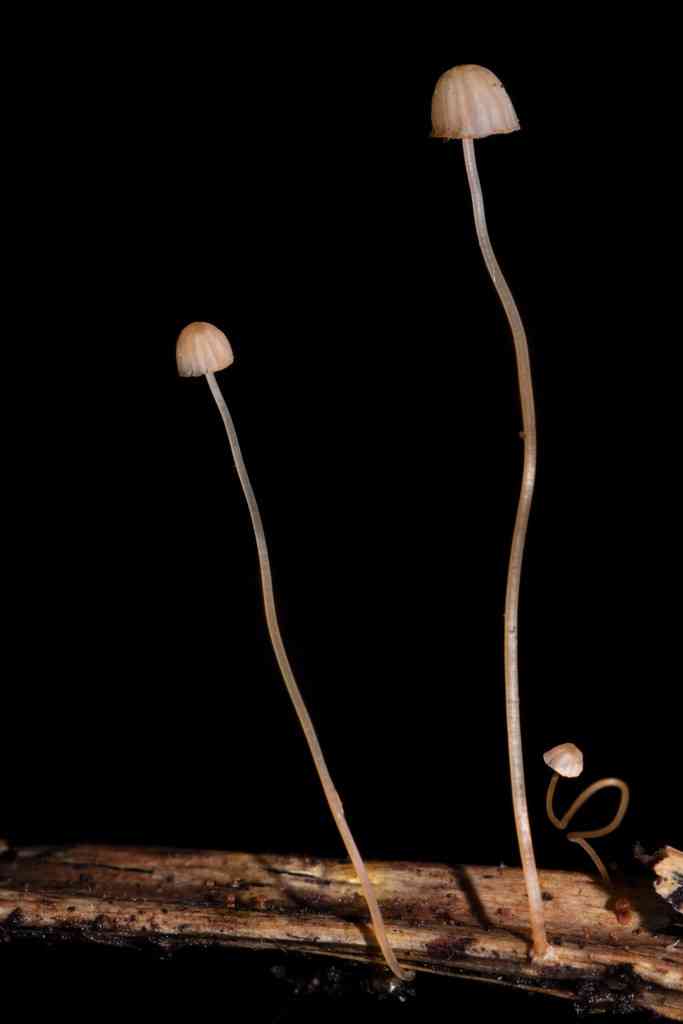 Ferny bonnet
