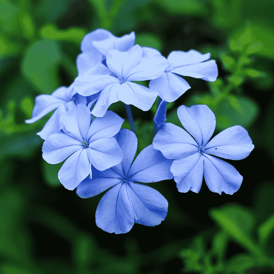 Cape leadwort