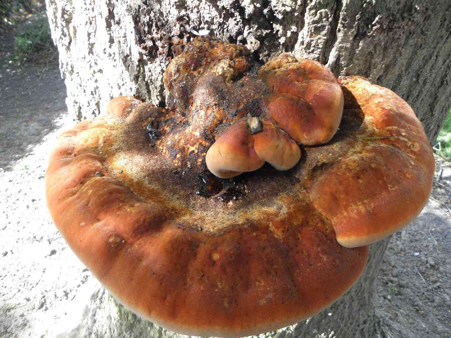 Shaggy bracket (Inonotus hispidus) thumbnail 3