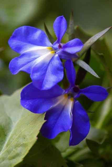 Edging lobelia