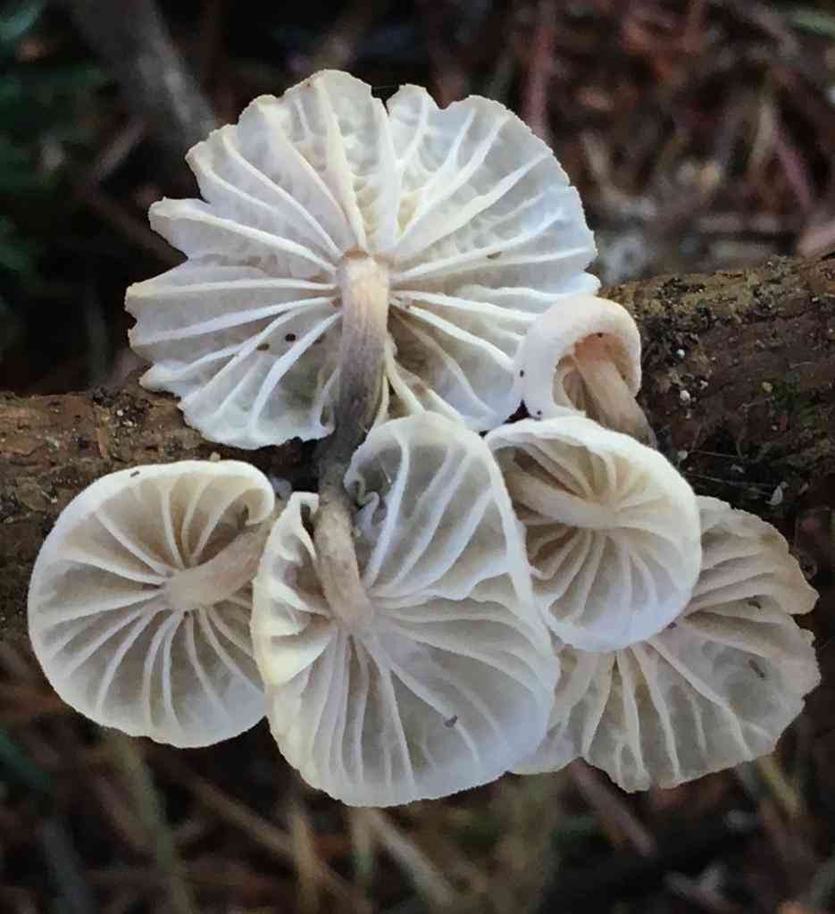 White marasmius (Marasmiellus candidus) thumbnail 3