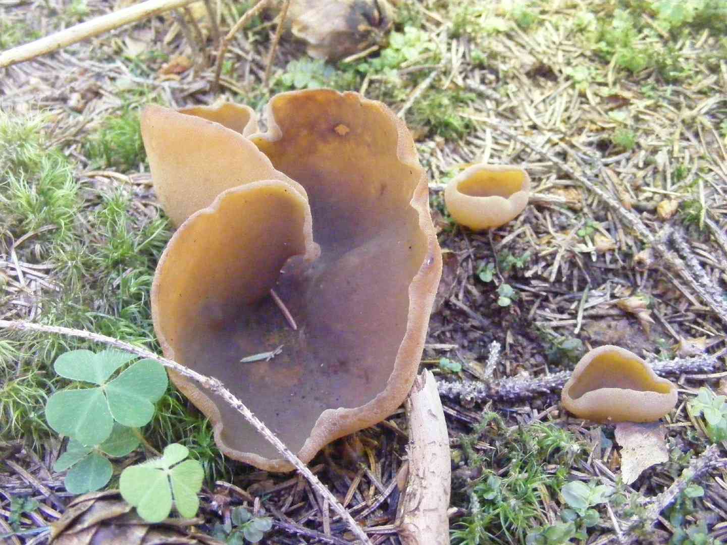 Bay cup (Peziza badia) thumbnail 3