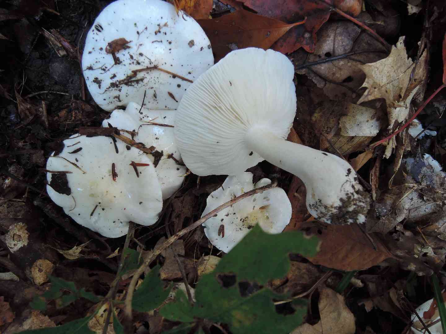 Tricholoma subresplendens (Tricholoma subresplendens) thumbnail 2