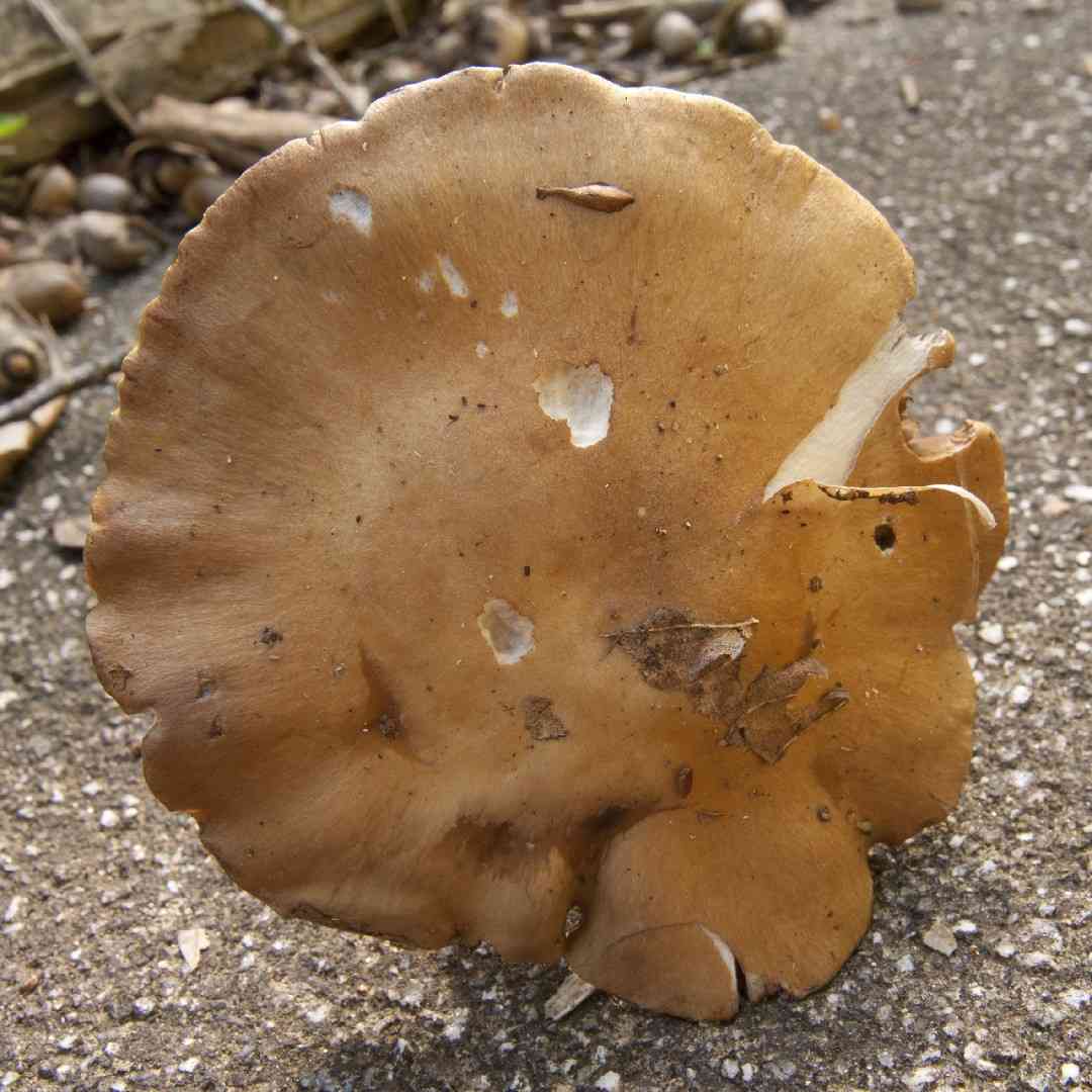 Bruising webcap (Cortinarius purpurascens) thumbnail 3