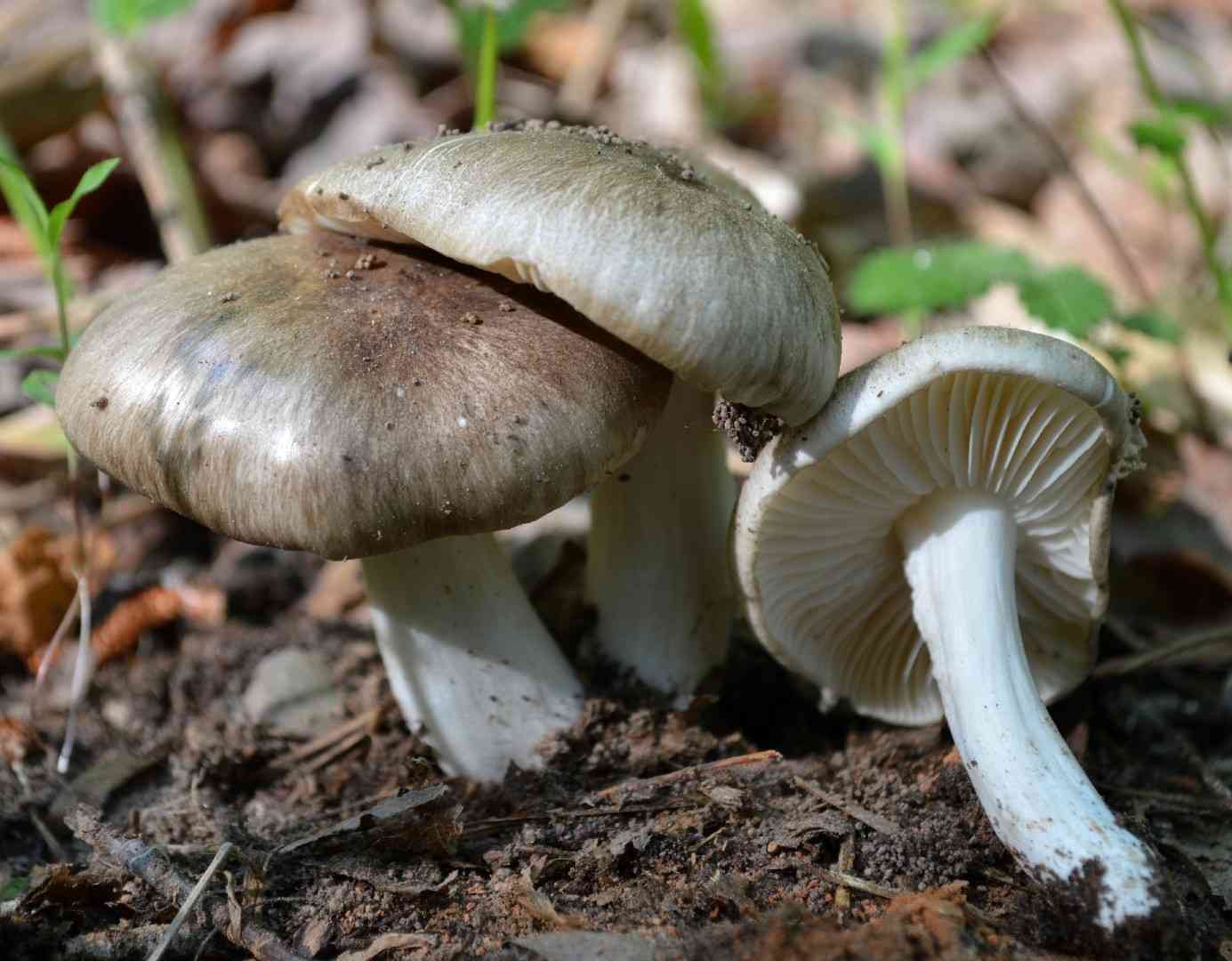 Platterful mushroom (Megacollybia rodmanii) thumbnail 3