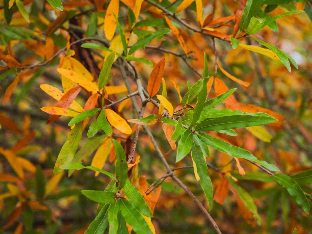 Willow oak