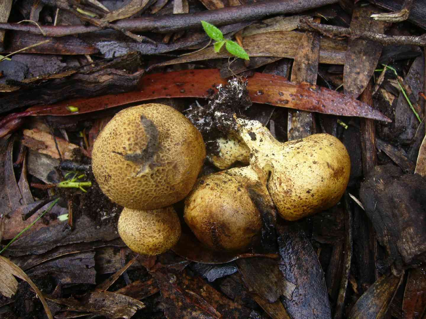 Onion earthball (Scleroderma cepa) thumbnail 2