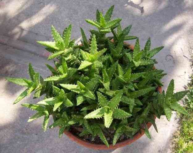 Tiger tooth aloe