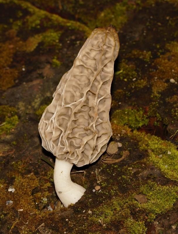 Semifree morel thumbnail 3