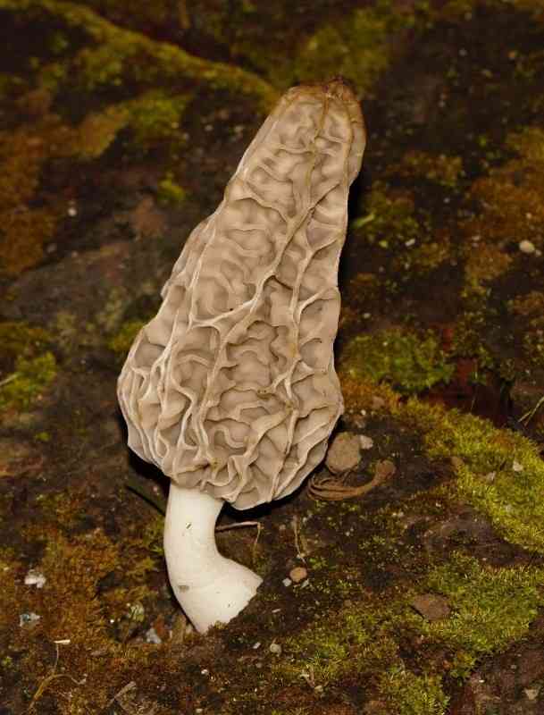 Semifree morel (Mitrophora semilibera) thumbnail 3