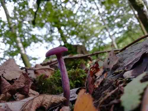 Amethyst deceiver (Laccaria amethystina) thumbnail 3