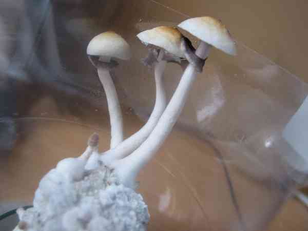 Magic mushroom (Psilocybe cubensis) thumbnail 2