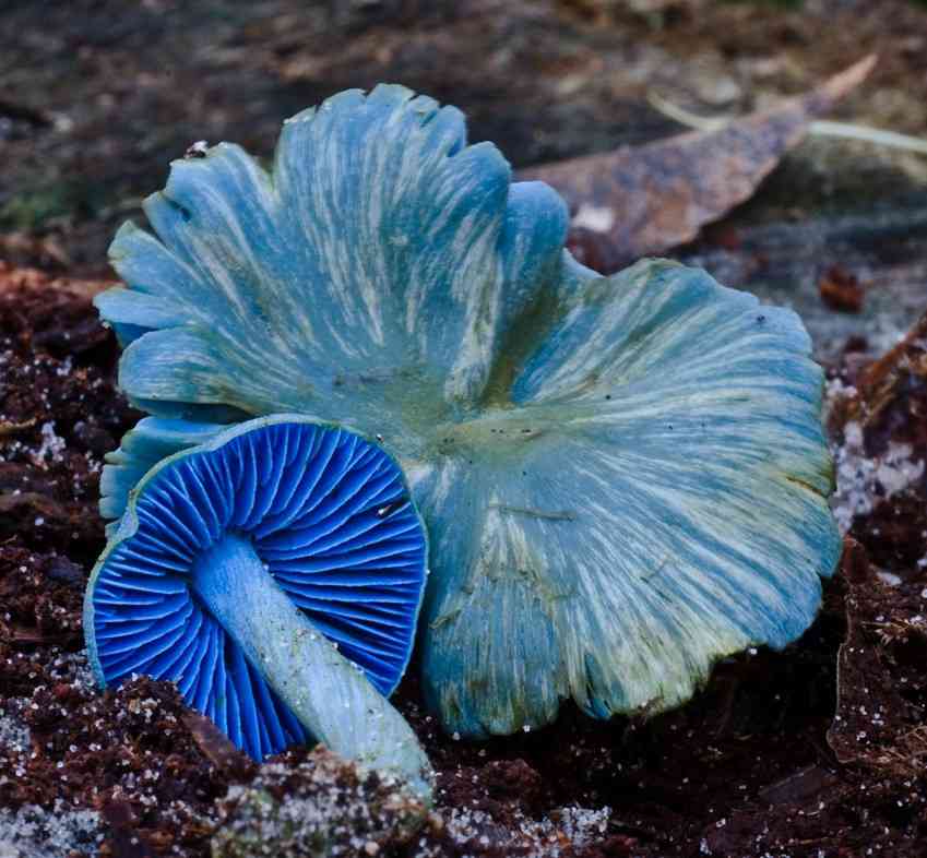 Entoloma virescens (Entoloma virescens) thumbnail 3