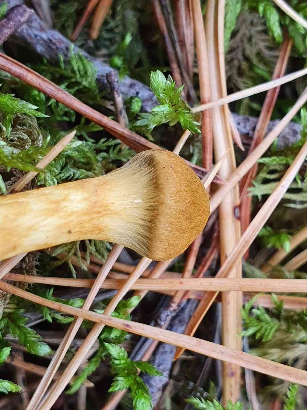 Surprise webcap (Cortinarius semisanguineus) thumbnail 3